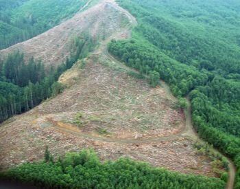A picture of a forest being cut down by humans