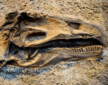 A picture of a Deinonychu skull in rock