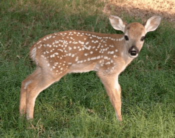 A picture of Dewey, a white-tailed deer cloned in 2003