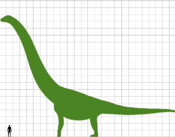 A diagram comparing a human to the Argentinosaurus.