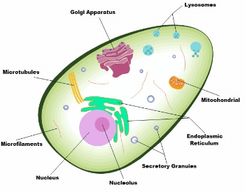 A diagram showing thecomponents and structure of a human cell