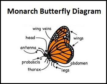 A diagram of the monarch butterfly showing all parts