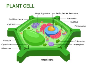 A diagram of a plant cell with each part labeled