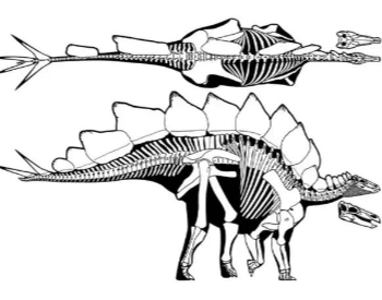 Diagram Of A Stegosaurus Skeleton