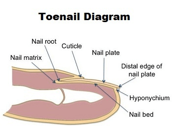 An illustrative diagram of the human toenail