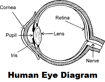 A diagram of the different parts of the human eye