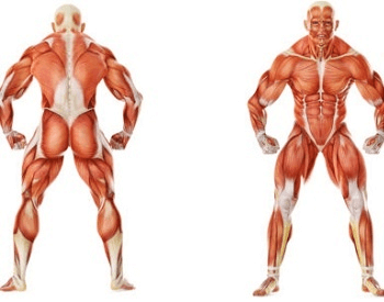 A diagram of all the different human muscles