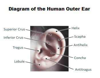 A diagram of the different parts of the outer ear