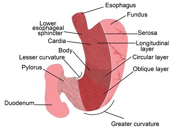 A diagram of the human stomach