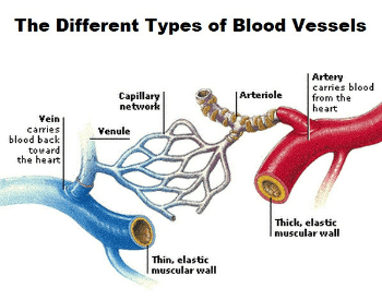 A diagram showing the all of the different types of blood vessels in the human circulatory system