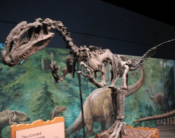 A photo of a Dilophosaurus exhibit at an unknown museum.