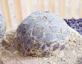 A close-up picture of a dinosaur egg found in France