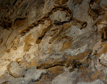 A picture of dinosaur fossils in the Morrison Formation (2 of 3)
