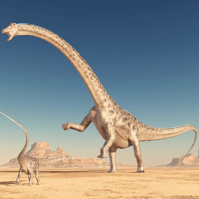 A Picture of Diplodocus Longus