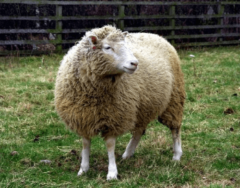 A picture of Dolly the Sheep, the first mammal to be cloned