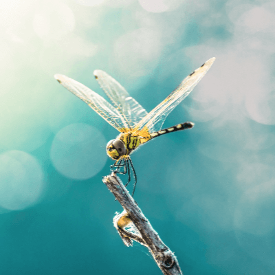 A Picture of a Dragonfly