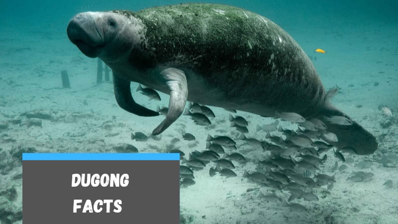 50 Dugong Fun Facts