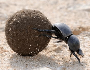 A picture of a dung beetle pushing a ball of dung