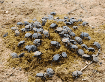 A picture of a bunch of dung beetles on dung