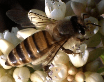 A picture of the eastern honey bee (Apis cerana)