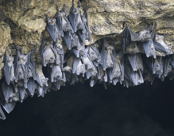 A photo of Egyptian fruit bats in a cave