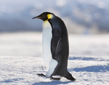 A picture of an Emperor Penguin (Aptenodytes forsteri)