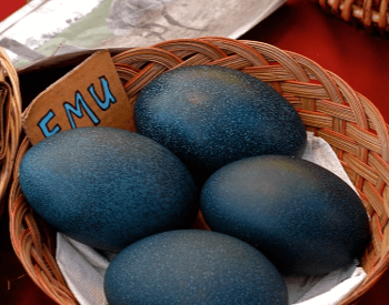 A picture of emu eggs
