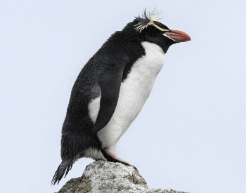 A picture of an Erect-Crested Penguin (Eudyptes sclateri)