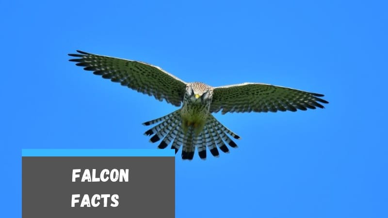 25 Facts About Falcons