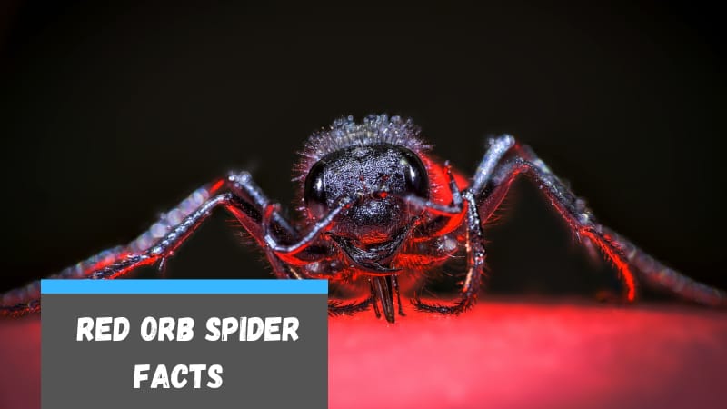 Red Orb Spider Facts