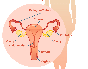 An illustration of the female reproductive organs