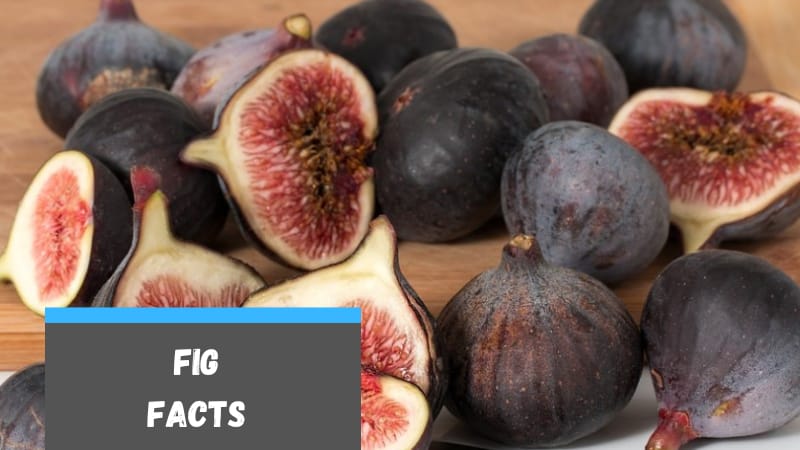 30 Facts about Figs