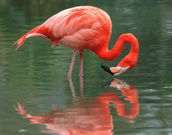 A photo of a flamingo in the water