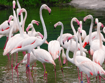 A photo of flamingos at Disney World