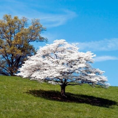 A Picture of a Dogwood Tree