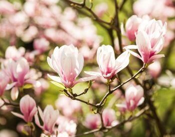 A picture of pink flowers on a magnolia tree