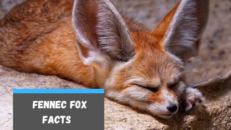 30 Fennec Fox Facts for Kids