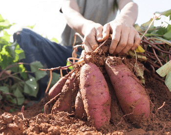 A picture of freshly harvested sweet potatoes