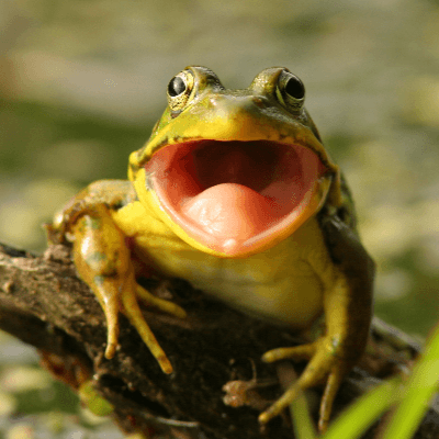 A Picture of a Frog