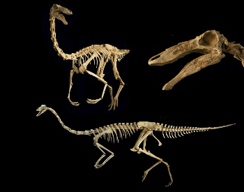 A picture of the Gallimimus Bullatus skeleton.