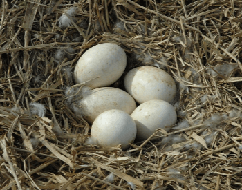 A picture of geese eggs