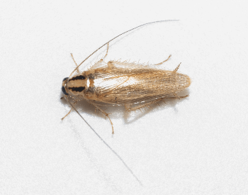 A picture of a German Cockroach (Blattella germanica)