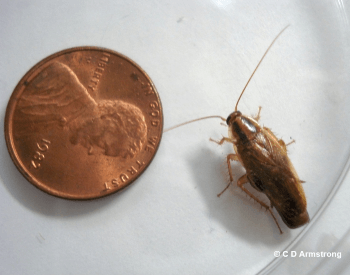 A picture of the German cockroach size compared to a penny