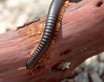 A picture of an adult Giant African millipede