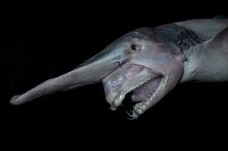 goblin shark facts for kids