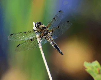 A photo of a golden-ringed dragonfly (Cordulegaster boltonii) dragonfly