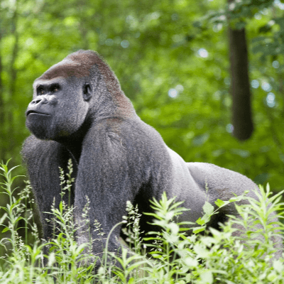 A Picture of Gorilla