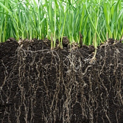 A Picture of Grass, Roots and Soil
