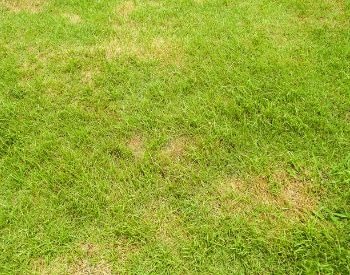 A picture of grass dying because of pests