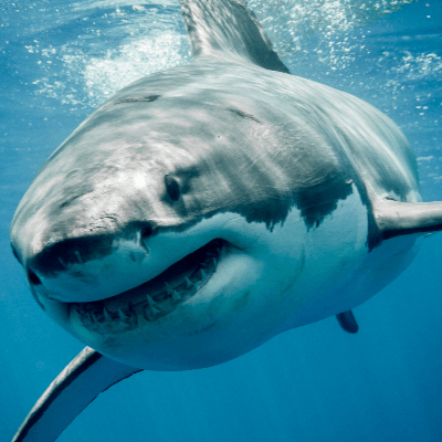 A Picture of a Great White shark (Carcharodon carcharias)